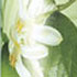 Avon Lime Blossom and Verbena