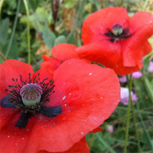 Smell the Poppies