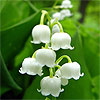Lily of the Valley Perfume Notes